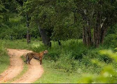 باندی پور، یکی از بزرگ ترین پارک های ملی جنوب هند