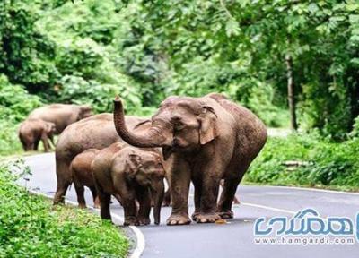 پارک ملی کاو یای یکی از جاذبه های گردشگری تایلند است